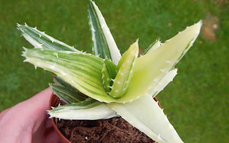 Aloe mitriformis variegata - panašované aloe