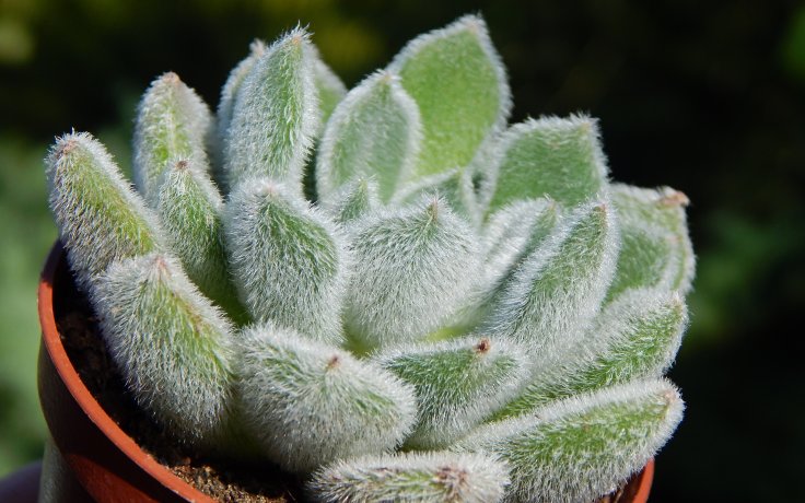 Echeveria Bombycina sukulent dužnatka