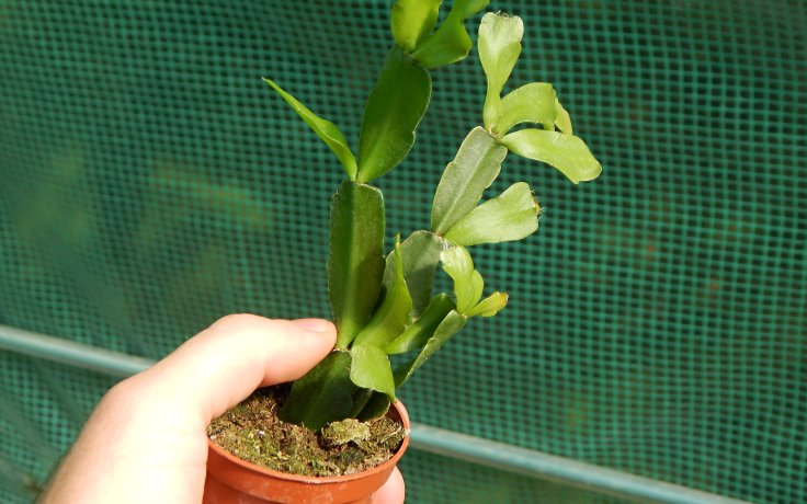 Schlumbergera × buckleyi Vánoční Kaktus