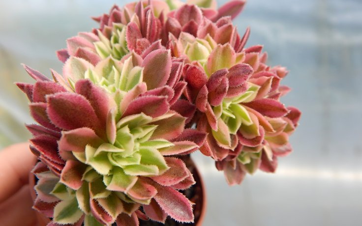 Aeonium Pink Witch cristata - sukulent vzácný