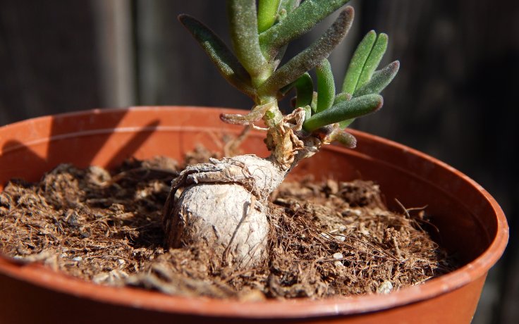 Delosperma bosseranum - kaudex