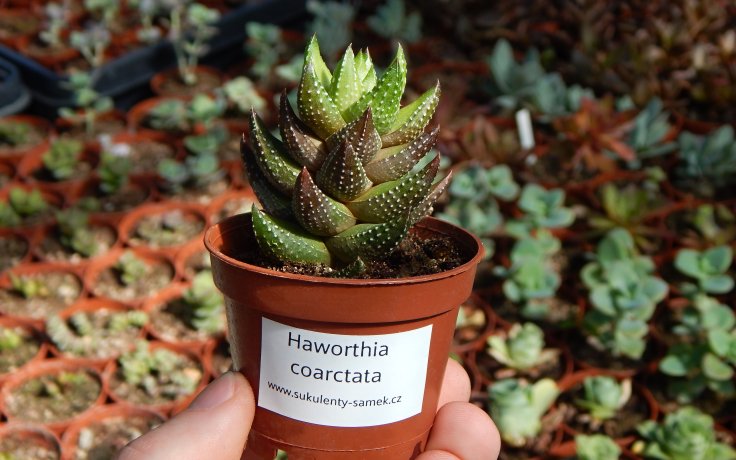 Haworthia coarctata sukulenty a kaktusy samek