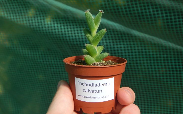 Trichodiadema calvatum