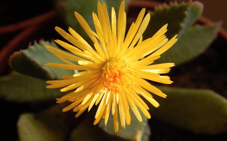 Carruanthus peersii květy žlute