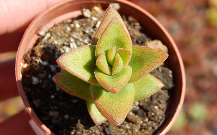 Crassula brevifolia Robusto pagoda sukulent