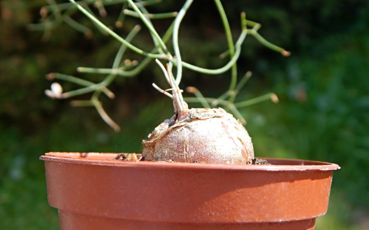 Schizobasis intricata - křehká pokojovka