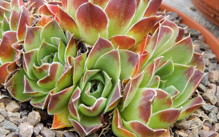 Jovibarba heuffelii Oreade - rock plants