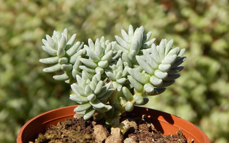 Sedum booleanum