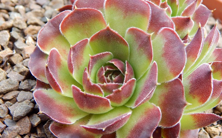 Jovibarba heuffelii Beata sukulent