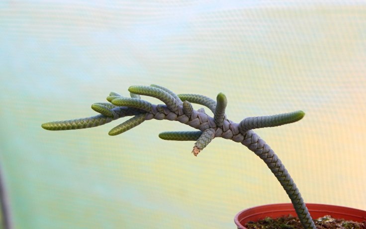 Crassula Medusa Snake