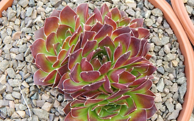 Jovibarba heuffelii Fandango