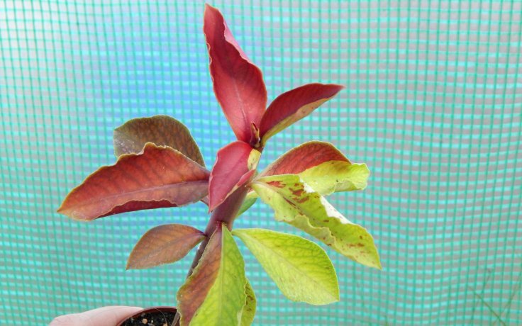 Euphorbia umbellata Rubra