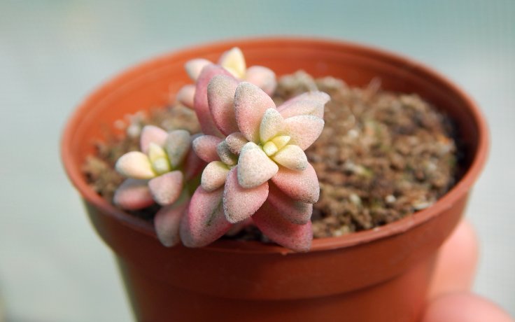 Crassula deltoidea variegata