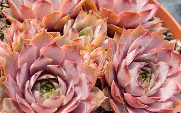 Sempervivum Lilac Time - frost hardy