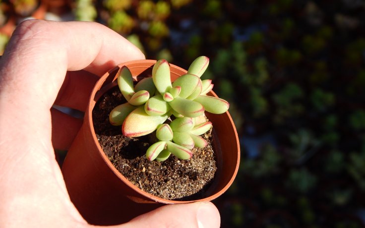 Crassula nudicaulis var. herrei drobná pokojovka