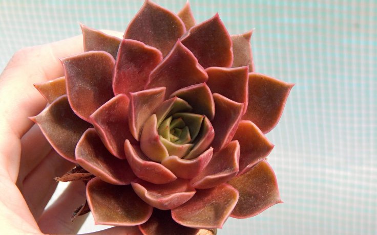 Echeveria Impi - sukulent