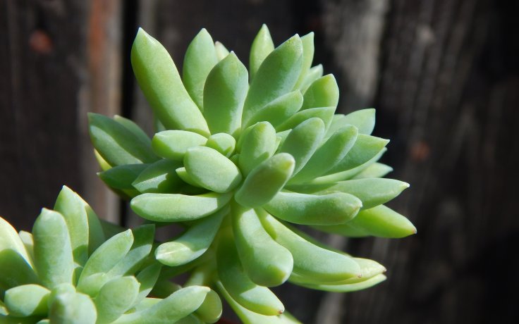 Pachyveria Yvonne cristata