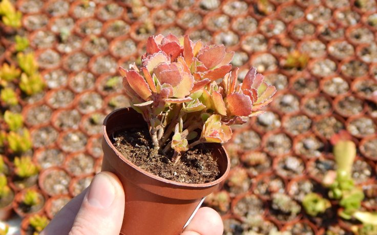 Kalanchoe pumila Red zářivý sukulent