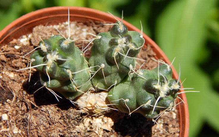 Puna incahuasi kaktus