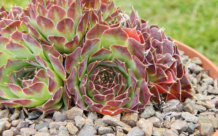 Jovibarba heuffelii Compacta - succulents