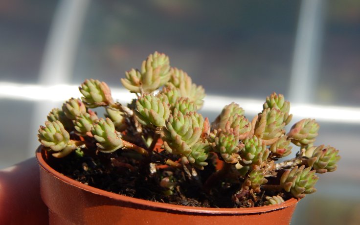 Sedum urvillei - skalnička