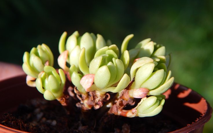 Sedum trollii - venkovní rozchodník