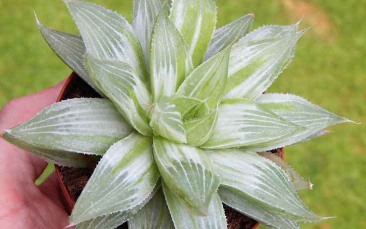 Haworthia cymbiformis Grey Ghost - panašovaná