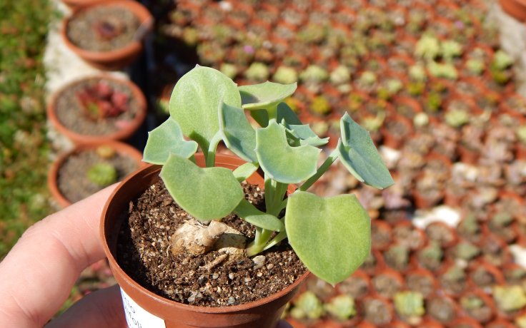 Senecio tropaeolifolius nepravá lichořeřišnice