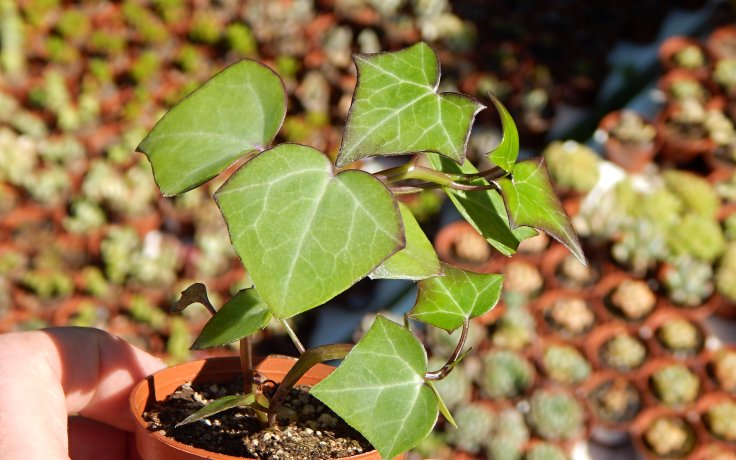 Senecio macroglossus Voskový břečťan