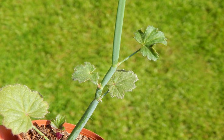 Pelargonium tetragonum