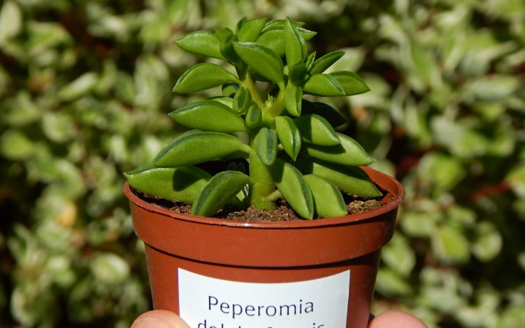 Peperomia dolabriformis sukulentní pepřinec