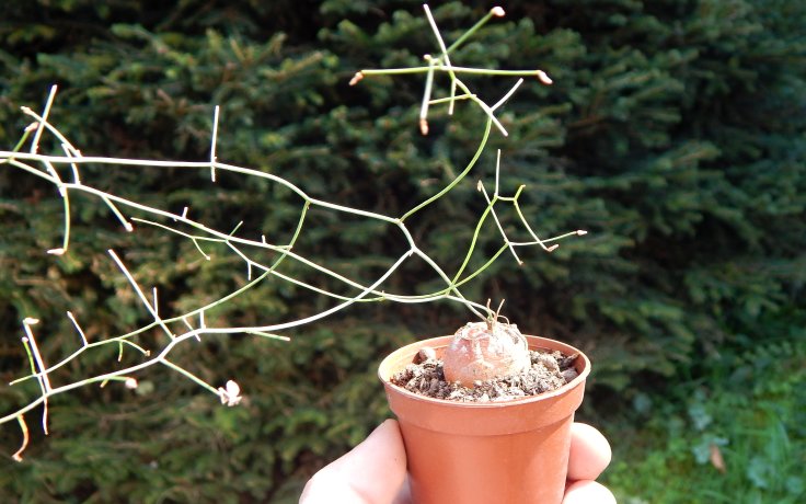 Schizobasis intricata - vzácná pokojovka