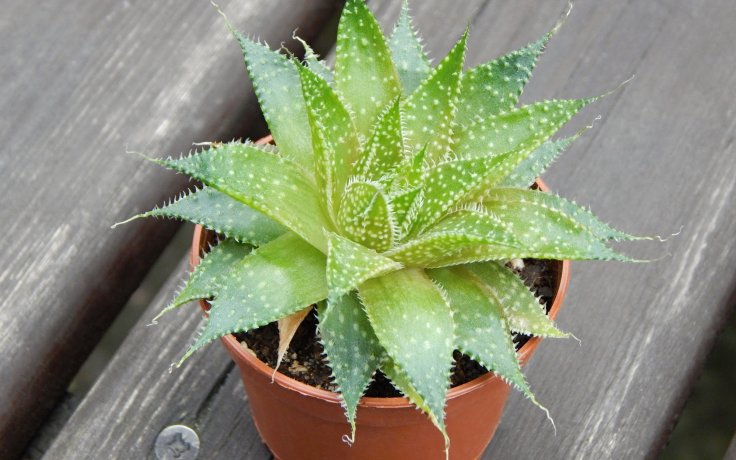 Aloe aristata - sukulent