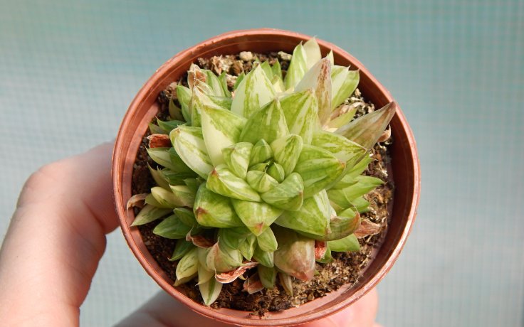 Haworthia marumiana variegata panašovaná