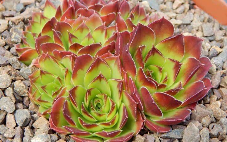 Jovibarba heuffelii Grosser Triumph - rock garden plants