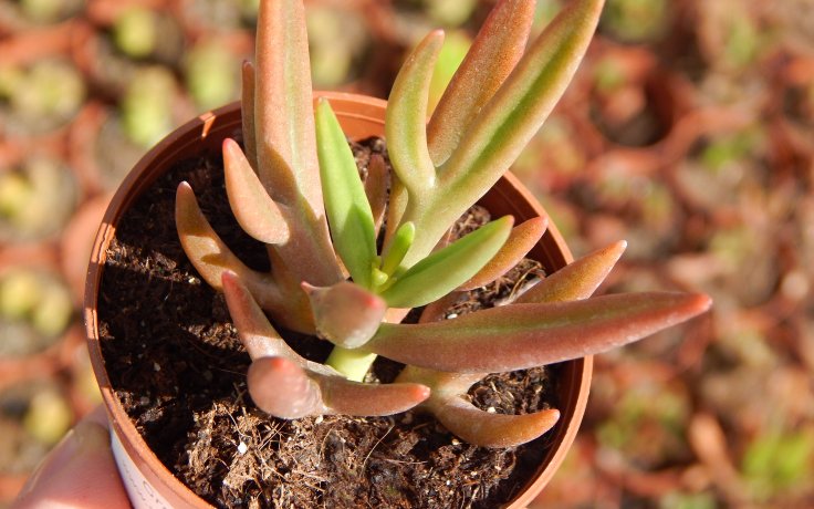 Kalanchoe Green Spider kolopejka