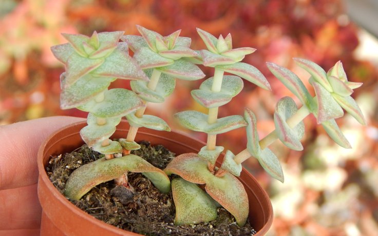 Crassula perforata
