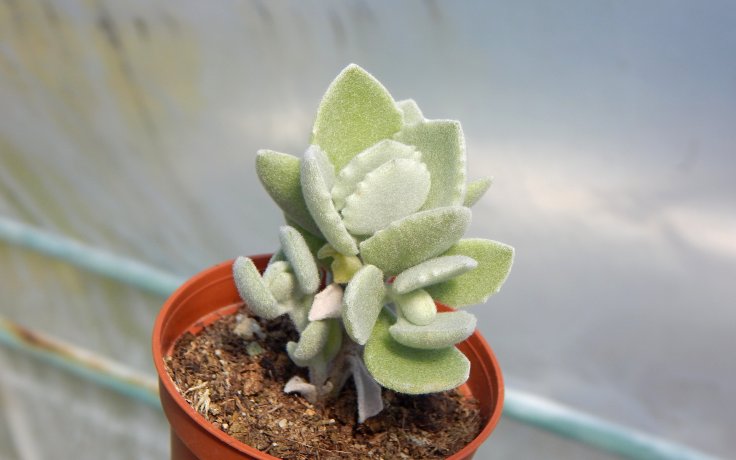Kalanchoe millotii
