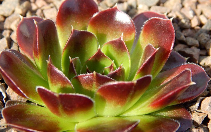 Jovibarba heuffelii Torrid Zone in pot