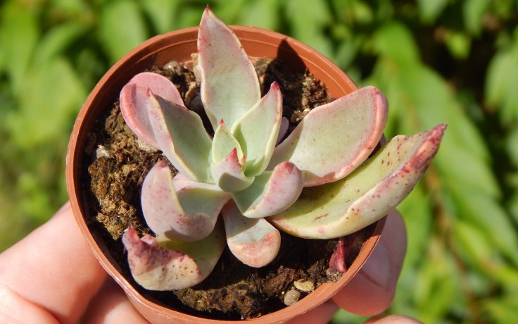 Echeveria schaffneri sukulent