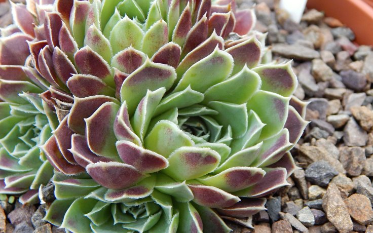 Jovibarba heuffelii Satipo - skalnička