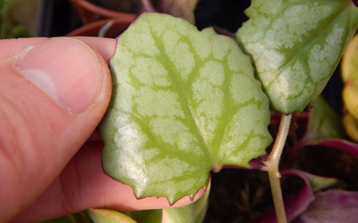 Senecio mikanioides - succulents