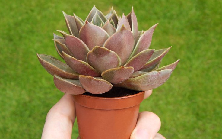Echeveria Impi - sukulent