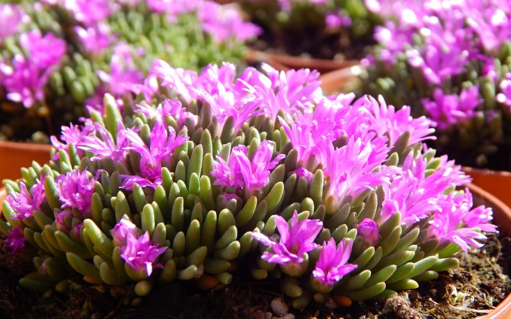 Delosperma sphalmanthoides květ