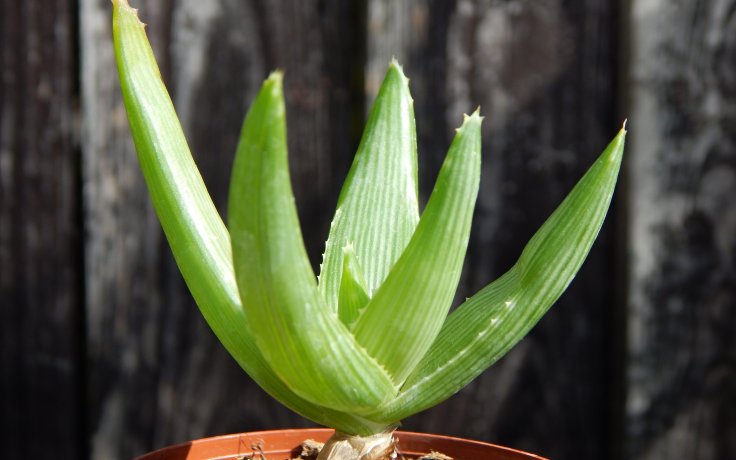 Aloe ibitiensis pokojový sukulent