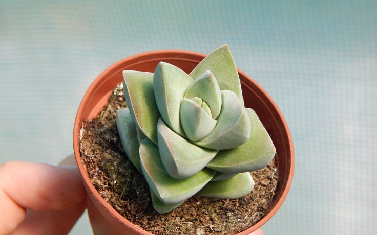 Crassula Moonglow pevná pokojovka