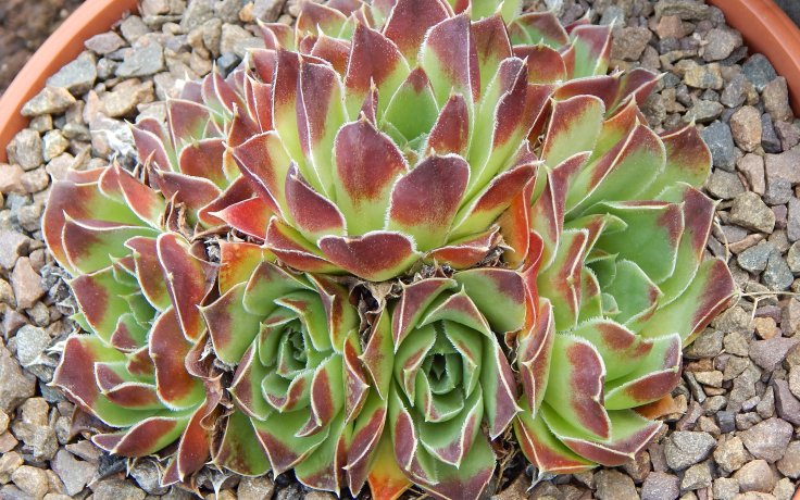 Jovibarba heuffelii Oreade