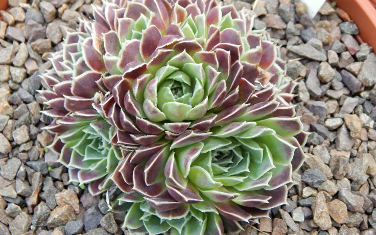 Jovibarba heuffelii Satipo - sukulent