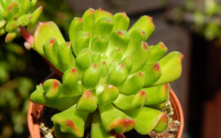 Sedeveria Red Lantern - sukulenty