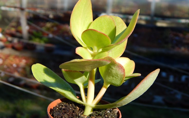 Crassula multicava - tlustice stromková